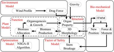 Stronger wind, smaller tree: Testing tree growth plasticity through a modeling approach